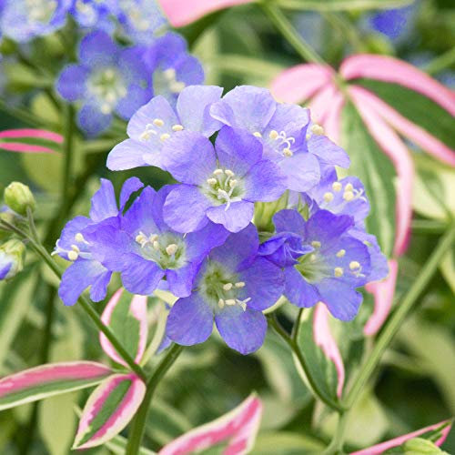 Polemonium Stairway to Heaven Jacobs Ladder Herbaceous Perennial Garden Shrub (15-25cm Incl. Pot)