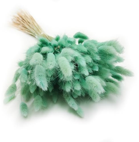 Enchanted Dekogras Getrocknetes Gras Ziergras Hasenschwänze Lagurus Ovatus Samtgras Häschen-Schwanzgras Trockenblumen Natürlich Boho 120 - 150 Stück 100 g Mintgrün