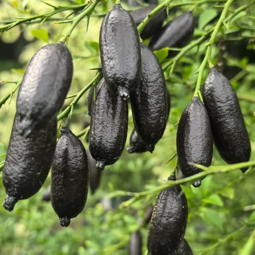 semi di lime finger, bonsai da interno piante esotiche resistenti alla decorazione del balcone con frutti colonnari alberi da frutto piante resistenti in vaso per il giardino aiuole 100pcs
