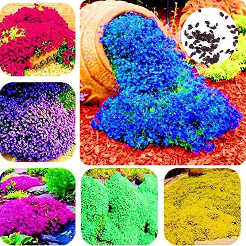 Saterkali Semi di crescione, 300 pezzi di crescione Semi di erbe perenni multicolori resistenti al freddo per esterni Blu Aubrieta