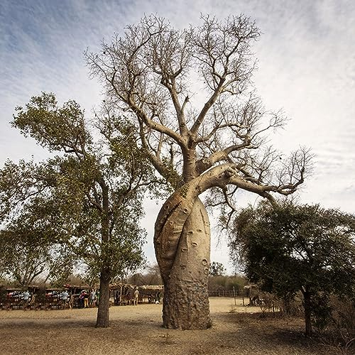 80 pcs Baobab Baum samen - gärtnern spezielle samen affenbrotbaum affenbaum,adansonia gregorii, immergrüne pflanzen winterhart exotische zimmerpflanzen topf pflanze gartenpflanzen
