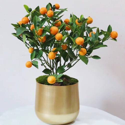 100 Pcs Kumquat Baum Samen, Bäume Garten Winterhart, Obstbaum Früchte Kumquats Samen Kaufen - Citrus Japonica - Winterharte Pflanzen Für Garten, Samen Alte Sorten Frisches Obst Hochbeet
