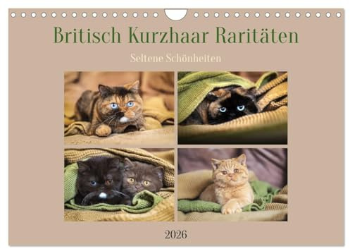 Britisch Kurzhaar Raritäten - seltene Schönheiten (Wandkalender 2026 DIN A4 quer), CALVENDO Monatskalender: Exclusive Britisch Kurzhaar Katzen in seltenen Farben mit besonderen Augen (CALVENDO Tiere)