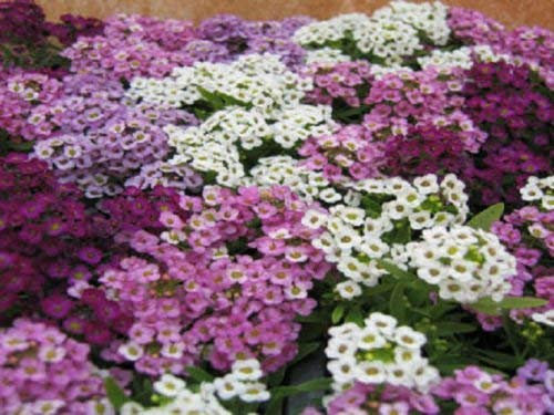 100 Samen Alyssum Prost Blues Mix Bodendecker