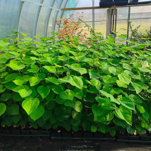 Judasbaum Cercis canadensis Pflanzen Setzlinge Schöne rosa Blüten, großer Sämling 20-30cm