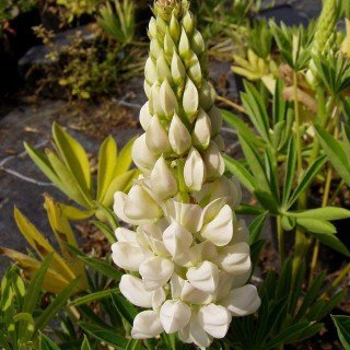 Lupine 'Fräulein' - Lupinus Hybride 'Fräulein' - Beetstaude