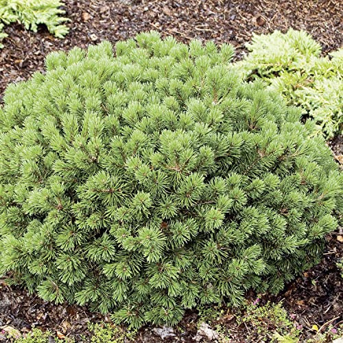 GARTEN SCHLÜTER® Zwerg-Kugelkiefer 'Mops'
