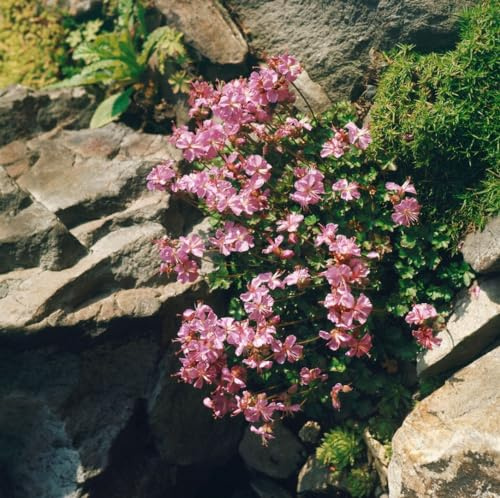 Storchschnabel 'Bressingham Pink' im Topf Geranium dalmaticum Bodendecker