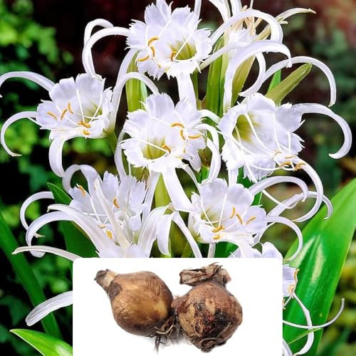 2 Festalis Ismene Bulbs – Easy-to-Grow Elegant White Blooms with a Zesty Fragrance – Ideal for Indoor Displays & Garden Beauty – Grown for UK Climate Conditions
