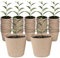 XIZAO Macetas redondas de fibra, biodegradables, macetas de germinación para cultivo de plantas, contenedores compostables, 50 unidades