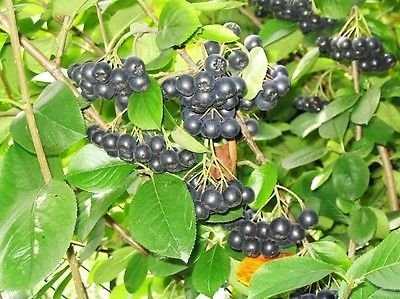 50 Aronia Aronia melanocarpa weiße Blumen Strauch Samen