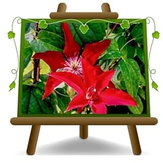 EURO PLANTS VIVAI Clematis Große rote Blumen Kletterpflanzen Höhe 70 cm Topf 17 cm