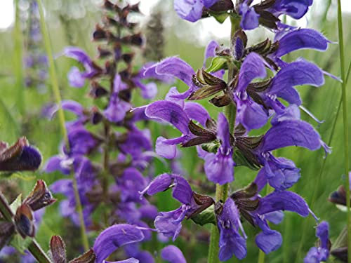 Wiesen Salbei Samen (lat. Salvia pratensis) - Sage Seed Winterharte Salbei Pflanze - Deutsche Saatgutqualität Salbei Kräutersamen für Tee & zum Würzen – Heimische Kräuterpflanze