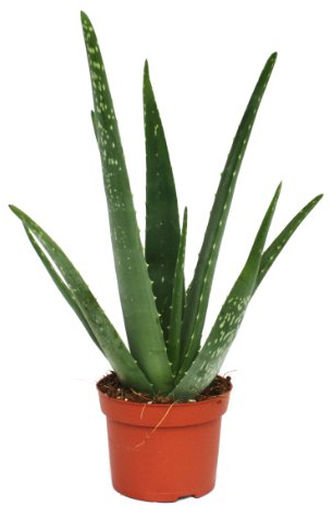 Exotenherz - Aloe vera - ca. 3 Jahre alt - 12cm Topf