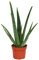 Pianta di aloe veradi circa 3 anni in vaso da 12 cm