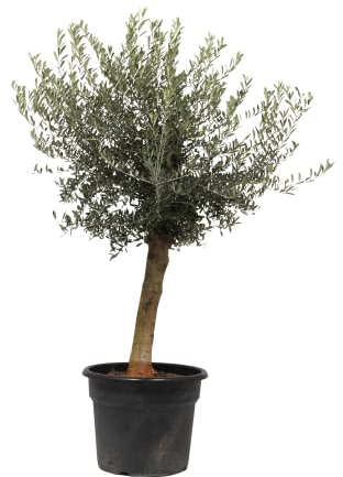 Olivenbaum Olea Lorc - 180 cm/stielumfang 30-40cm