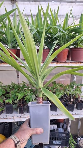 Dracaena Fragrans Tronchetto della Felicità, Pianta da Interno, 40 cm