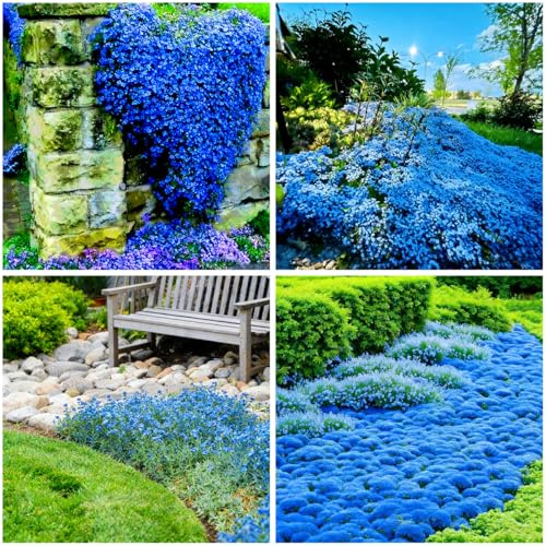 Mixrug Plus de 15 000 graines de thym rampantes bleues, graines de thym laineux bleu sans OGM, couverture de sol tolérante à la sécheresse, graines de thym gris argenté pour entre les pierres et les