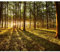 decomonkey Fototapete Wald Landaschaft 350x256 cm XXL Tapete Wandbild Bild Fototapeten Tapeten Wandtapete Natur Sonnenuntergang