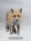2024 Planner: Wildlife Fox In Snow Design Diary Week To View With Notes and To Do Lists