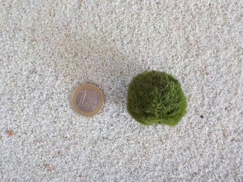 Aquarium Pflanze Mooskugel M 2-3cm Aquariumpflanze Algen Reinigung