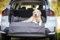 WOLTERS Dog Traveling Kofferraumbett 110 x 65 x 20 cm