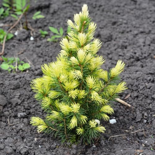 Picea glauca 'Rainbows End' – Dwarf Alberta Spruce | Bright Yellow New Growth | Hardy Evergreen Conifer for Rockeries, Alpine Gardens & Containers - 1x 2 Litre Potted Plants by Thompson & Morgan