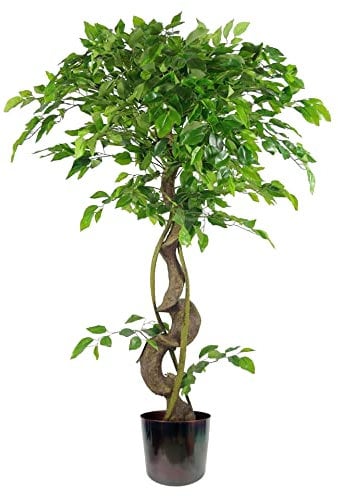 Leaf Realistic Artificial Japanese Fruticosa Ficus Tree, Twisted Rainbow, 120cm (4ft)