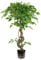 Leaf Realistic Artificial Japanese Fruticosa Ficus Tree, Twisted Rainbow, 120cm (4ft)