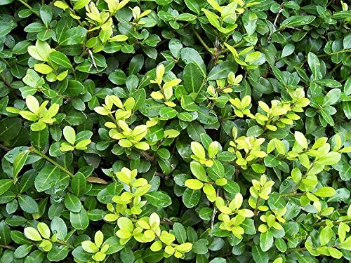 5 x Ilex crenata 'Green Hedge' (Buchsbaum Ersatz/Immergrün/Winterhart/Mehrjährig) Japanische Stechpalme - Die perfekte grüne Hecke für Ihren Garten - Top für Hecken - von Stauden Gänge