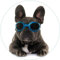 Wallario Glasbild rund Cooler Hund mit Sonnenbrille in blau - Französische Bulldogge - Rund, 50 cm Durchmesser Wandbild Glas in Premium-Qualität: Brillante Farben, freischwebende Optik