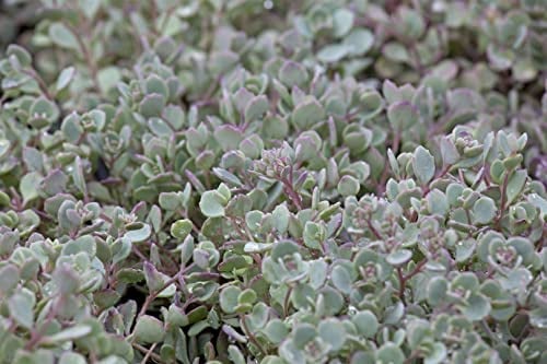 Sedum cauticola 9x9 cm Topf – Winterhart, Mehrjährig, Pflegeleicht – Mauerpfeffer – Bodendecker für Steingarten & Trockenbeet