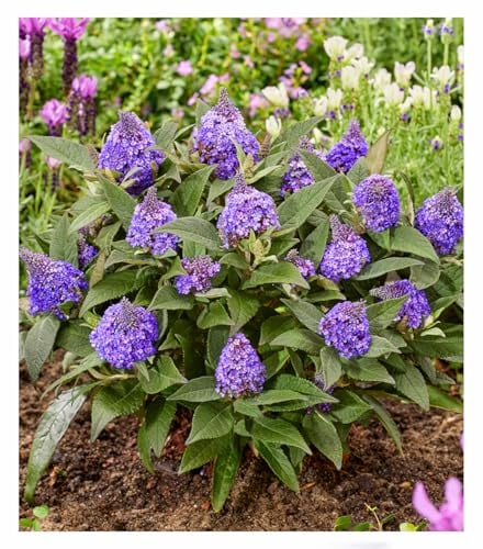 BALDUR Garten Zwerg-Schmetterlingsflieder 'Little Rockstars®' blau,1 Pflanze, mehrjährig - winterhart, pflegeleicht, bienenfreundlich, Zwerg-Flieder für Kübel & Beet, blüht monatelang, duftet herrlich