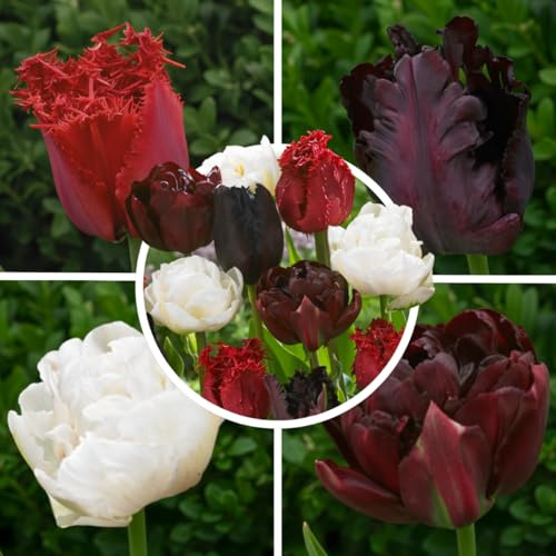 Tulpenzwiebeln Winterhart Mehrjährig 20 Stück - Dunkelrot-Weiß Mix | Sorte Burgundy White Mix, dunkelrote und weiße Blüten im April, Blumenzwiebeln aus Holland für Garten, Beet und Kübel