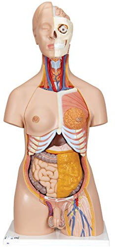 3B Scientific Deluxe-Torso-Modell, in Luxus-Ausführung, zweigeschlechtlich, 20-teilig, inkl. anatomischer Software „3B Smart Anatomy“ (evtl. nicht in deutscher Sprache)