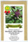 Ocimum basilicum - Thai-Basilikum Siam-Queen - 50 Samen