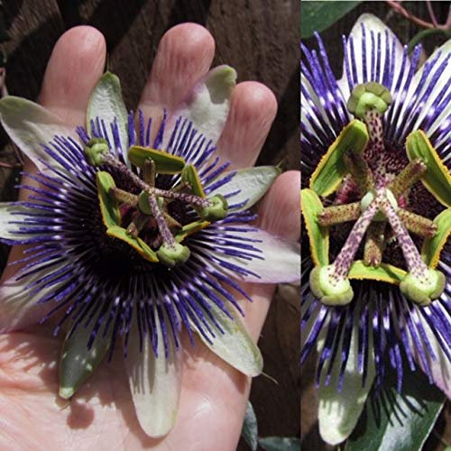 Passiflora 'Damsels Delight' - Passion Flower Climbing Plants in 9cm Pot