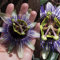 Passiflora 'Damsels Delight' - Passion Flower Climbing Plants in 9cm Pot