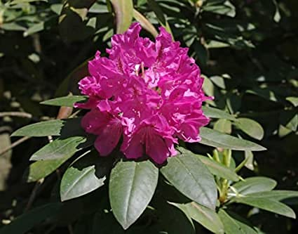 100 Semi di Fiori Catawba Rhododendron