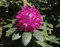 100 Semi di Fiori Catawba Rhododendron