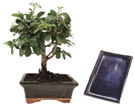 Verdecora Bonsái Carmona 5 años | En maceta de cerámica 15x10x5cm + plato | Carmona microphylla | Planta Natural de Interior | Follaje Compacto y Flores Pequeñas | Ideal para Decoración Zen y Regalo