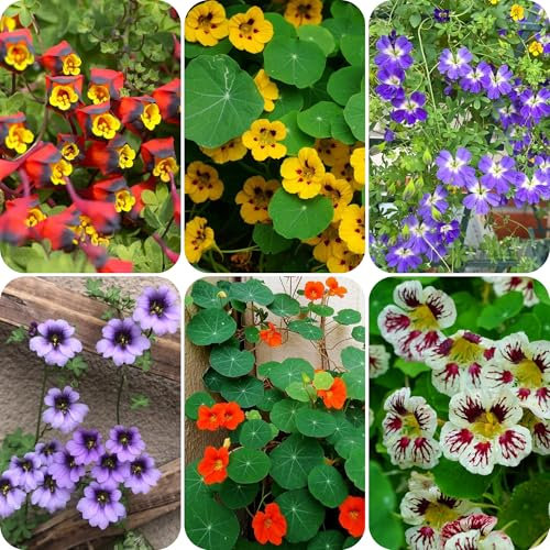 kapuzinerkresse samen - pflanzen garten pflanzen samen winterharte pflanzen für garten kapuzinerkresse pflanze blumenwiese samen mehrjährig winterhart bonsai topf hochbeete für garten 400pcs