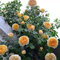 Saterkali Semillas de rosas trepadoras, 100 piezas Semillas de rosas trepadoras Planta de flores Hogar Jardín Techo Bonsai Balcón Decoración Amarillo