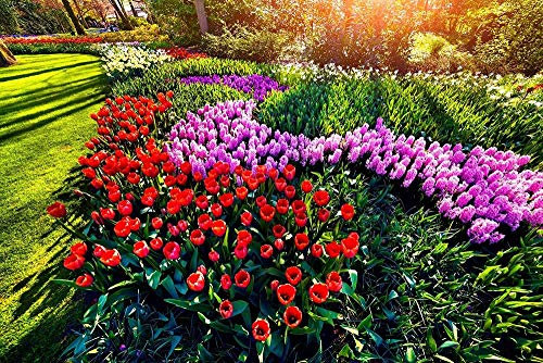 XiuTaiLtd Seiden Fototapete-Blumenwiese .Natur Landschaft Blumen Garten Rosen Tulpen Wand-Dekoration Moderne Motiv-Tapete Bild Panorama Poster Xxl -150x105 CM