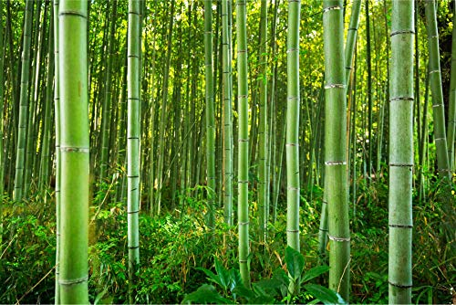 Muralo Selbstklebende Fototapete 315 x 210 Wald Natur Bambus Tapete Tropen Exotik Flora Sprossen Wohnzimmer Schlafzimmer Wandbilder XXL Wand Br. 315 cm x Hö. 210 cm