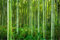 Muralo Selbstklebende Fototapete 315 x 210 Wald Natur Bambus Tapete Tropen Exotik Flora Sprossen Wohnzimmer Schlafzimmer Wandbilder XXL Wand Br. 315 cm x Hö. 210 cm