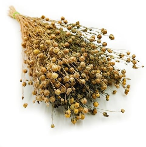Enchanted Dekogras Getrocknetes Gras Flachs Ziergras Leinen Trockenblumen Natürlich Boho 80 Stück Naturfarbe