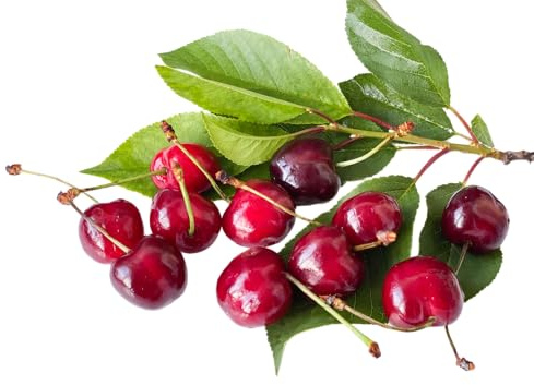 Cherry Tree, 'Stella', 1 x Tall Plant in a 15 Litre Pot, 1.8-2m Metre Height, Cherries, Garden Ready and Ready to Plant, Premium Quality Fruit Trees