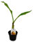 Exotenherz - Winterharte Zierbanane - Musella lasiocarpa - Golden Lotus Banane - 12cm Topf