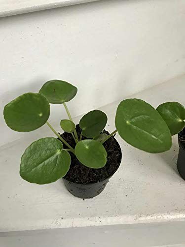 Portal Cool Pilea Peperomioides (Cinese Denaro) Rara Pianta da 9 cm Topf (inviato a radice nuda)